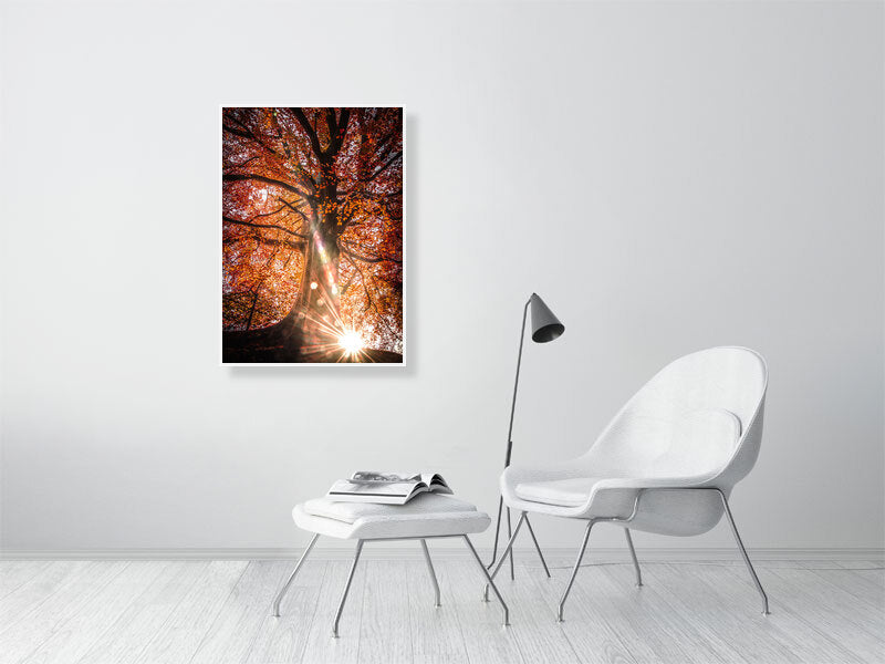 Sunlight trough red leaves on a sunny autumn morning in rural area. Print or framed art photography.