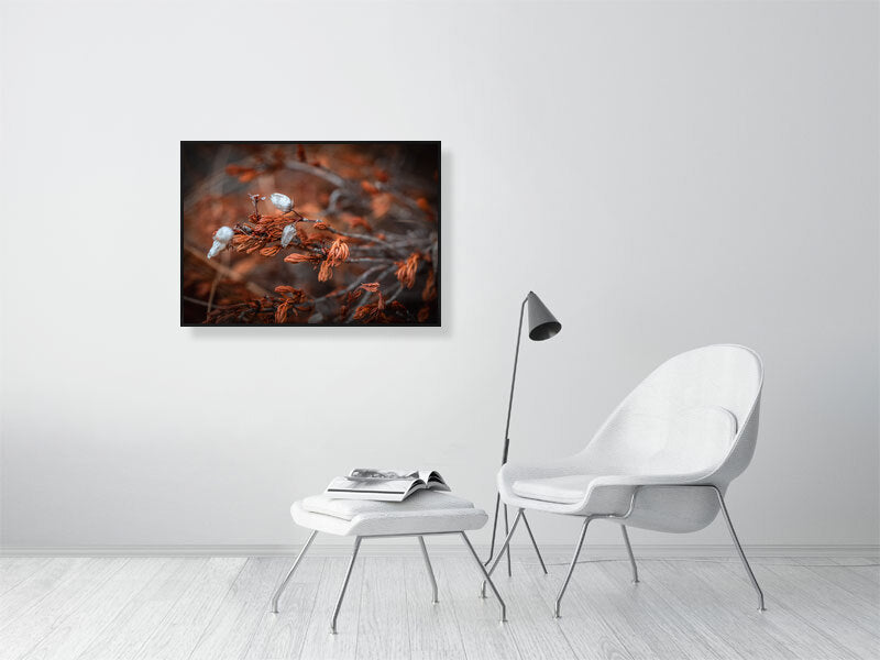 Dry heather flowers on top of the mountain closeup, macro. Printed or framed art photography.