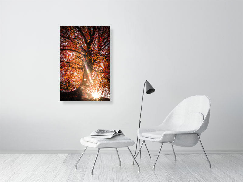 Sunlight trough red leaves on a sunny autumn morning in rural area. Print or framed art photography.
