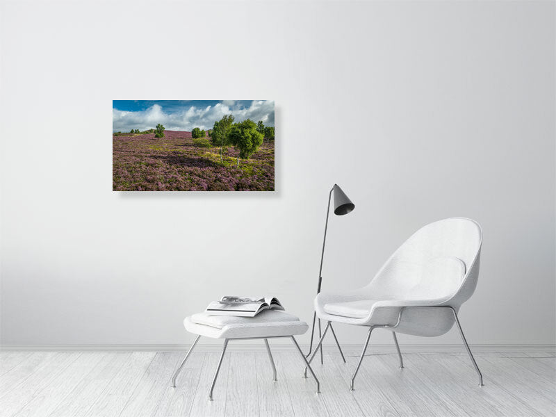 Pink carpets over Peak District National Park as heather bursts into bloom. Print or framed photography art.