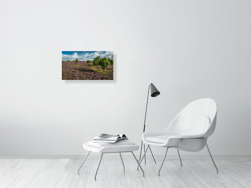 Pink carpets over Peak District National Park as heather bursts into bloom. Print or framed photography art.