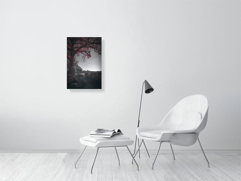 Red leaves falling off the tree on a first frost bite on a farm. Print or framed photography art.