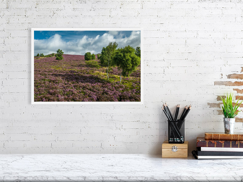 Pink carpets over Peak District National Park as heather bursts into bloom. Print or framed photography art.
