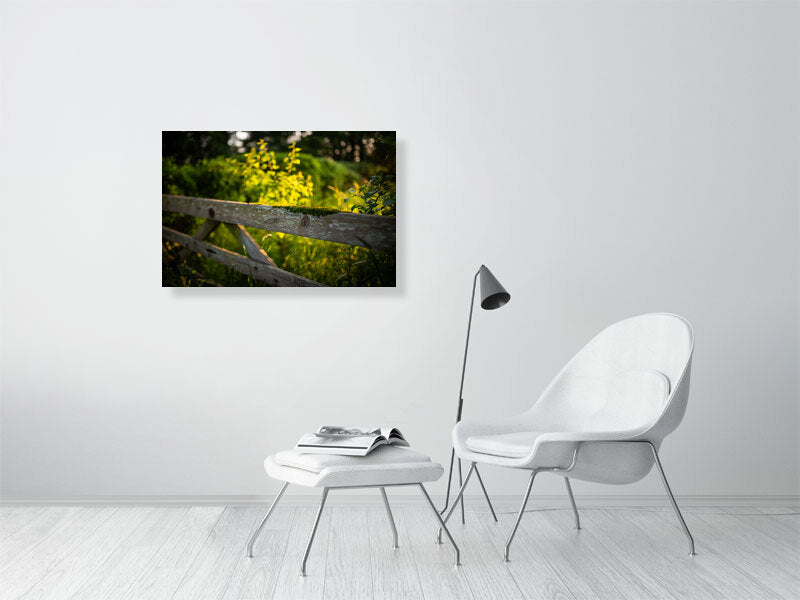 Golden hour at the gate to the farm, covered in green moss. Print or framed photography art.
