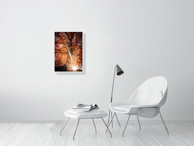 Sunlight trough red leaves on a sunny autumn morning in rural area. Print or framed art photography.