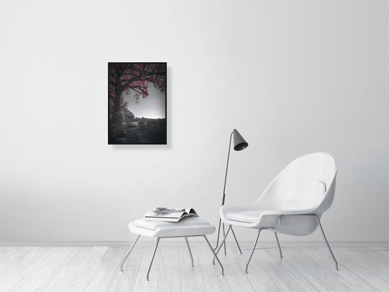 Red leaves falling off the tree on a first frost bite on a farm. Print or framed photography art.
