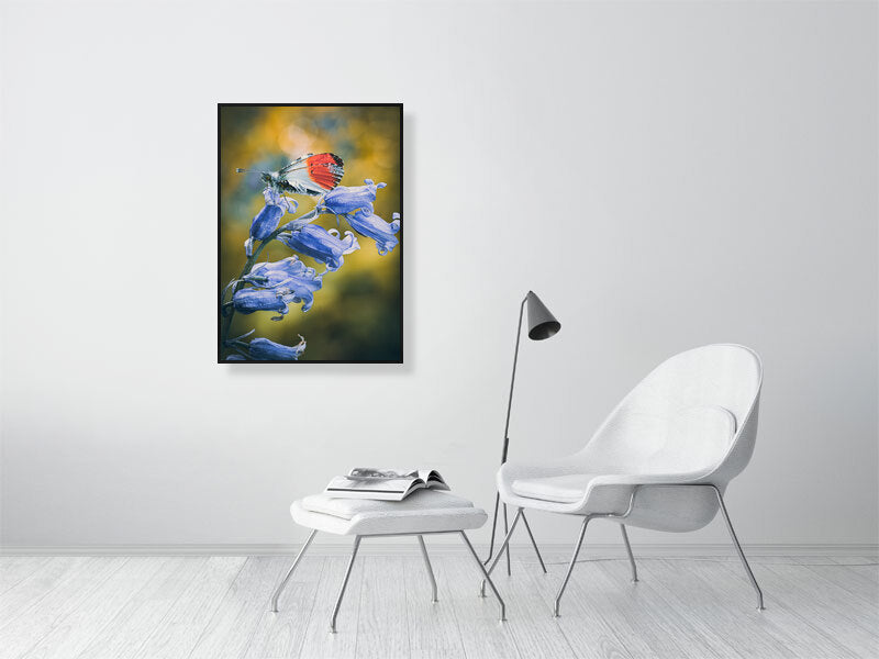 Butterfly resting on a bluebell in early spring, West Sussex, England. Print or framed photography art.