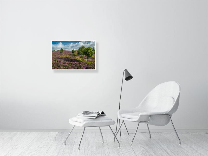 Pink carpets over Peak District National Park as heather bursts into bloom. Print or framed photography art.