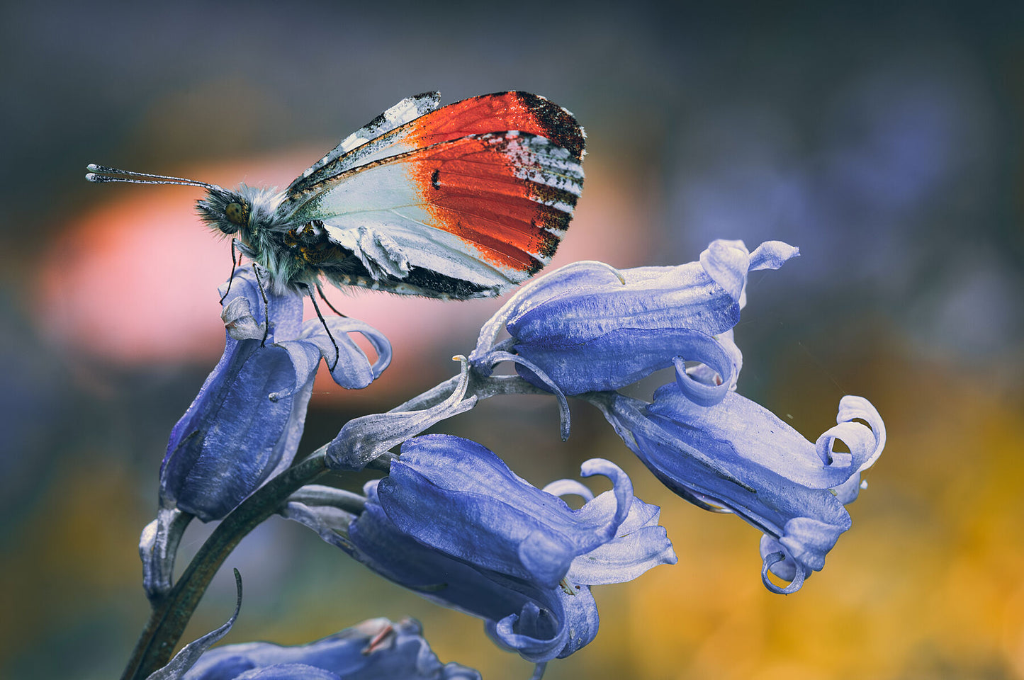 Butterfly resting on a bluebell in early spring, West Sussex, England. Print or framed photography art.