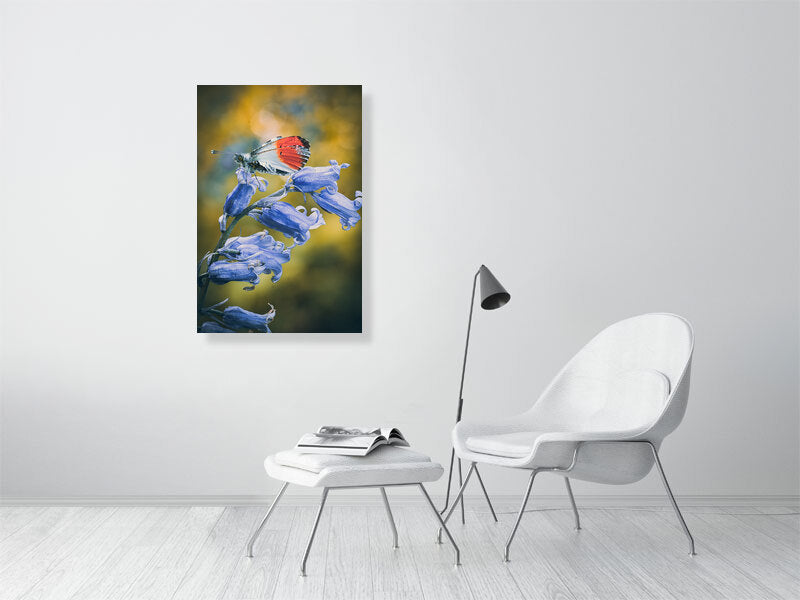 Butterfly resting on a bluebell in early spring, West Sussex, England. Print or framed photography art.