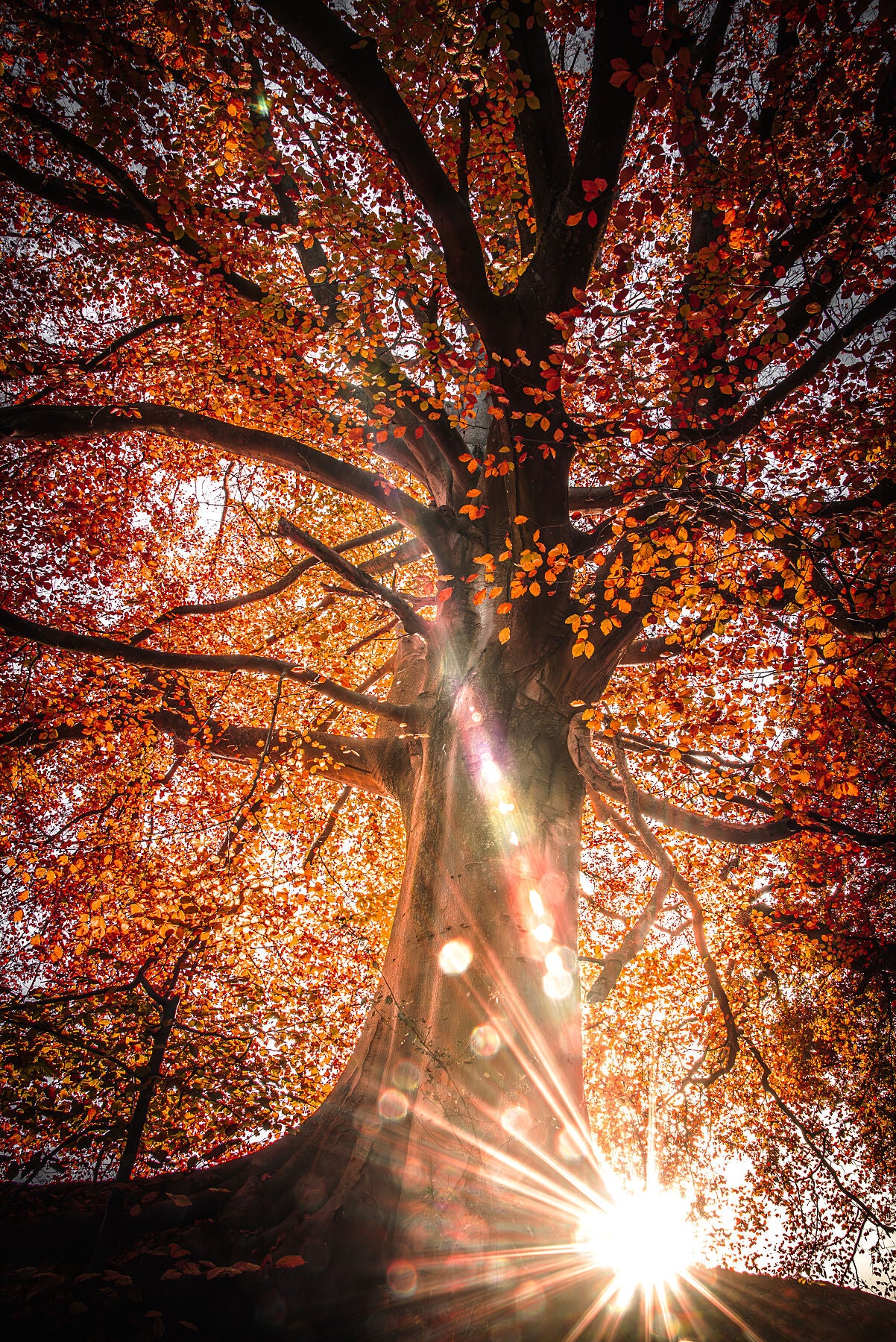 Sunlight trough red leaves on a sunny autumn morning in rural area. Print or framed art photography.