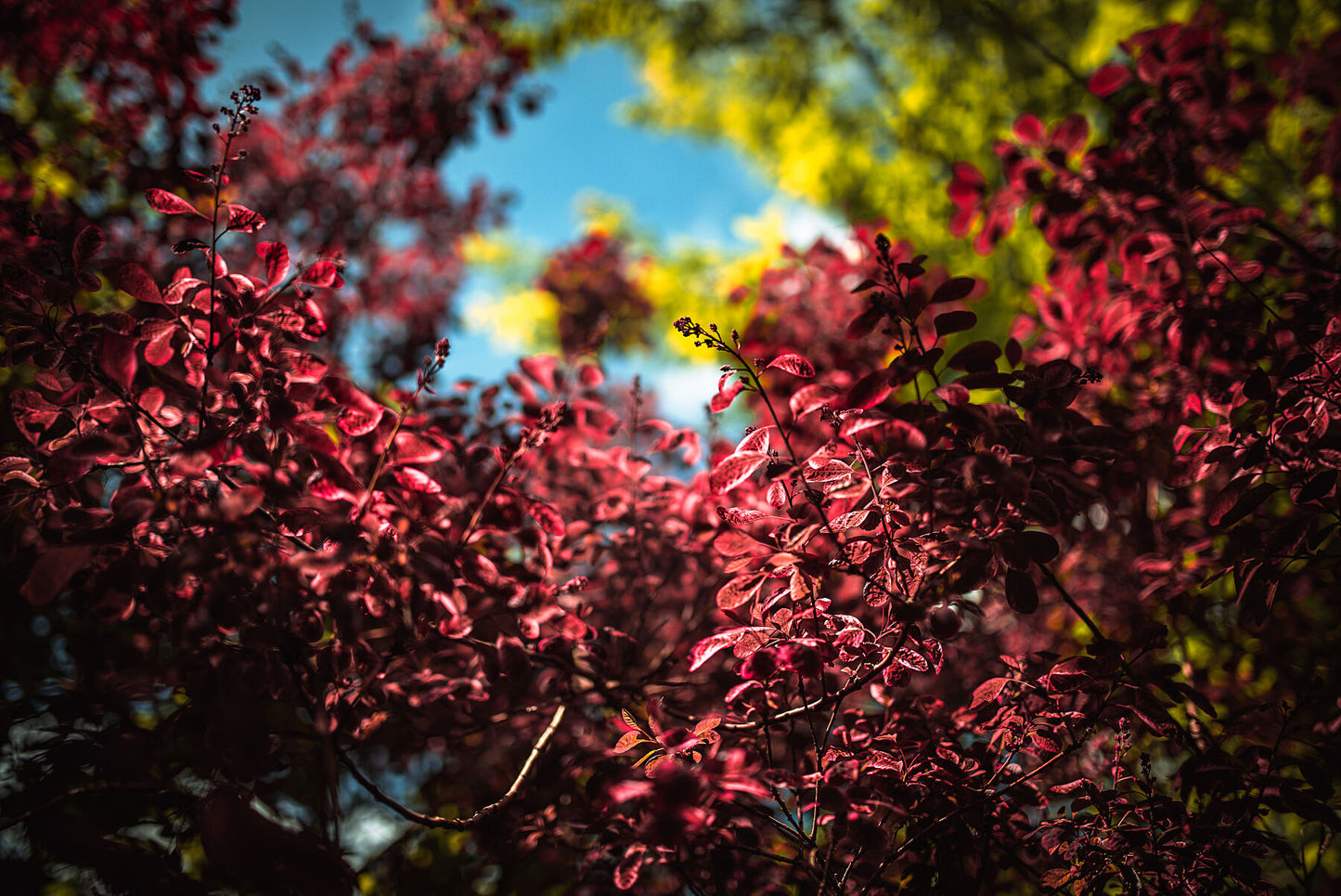 Colourful leaves in a park on a sunny day in early spring. Print or framed photography art. Brighton, UK