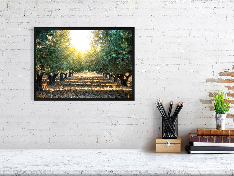 Green olives on an olive tree in summer on a early evening. Print or framed art photography.
