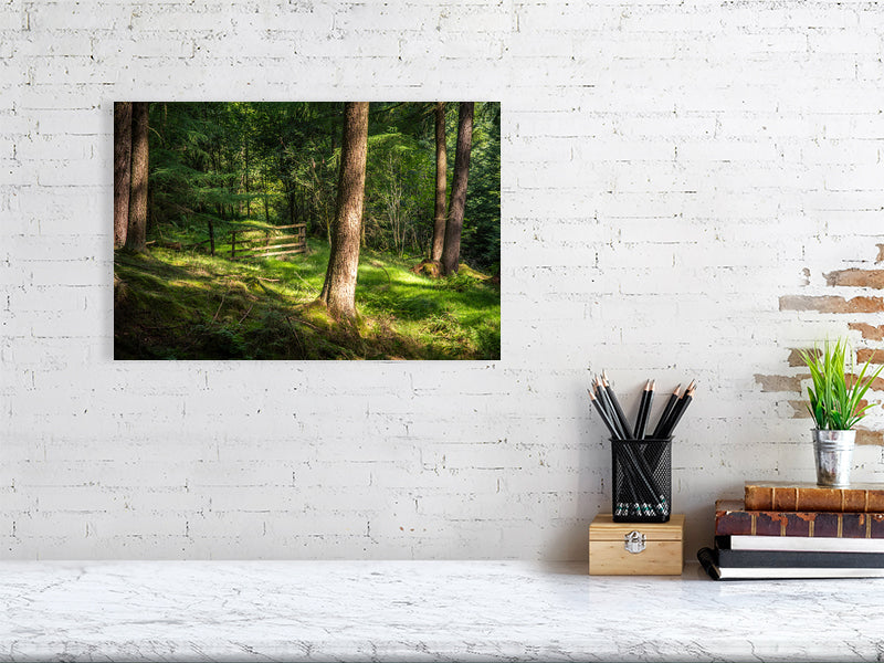 Gate to nowhere in deep forests of Peak District National Park on a sunny day. Print or framed art photography.