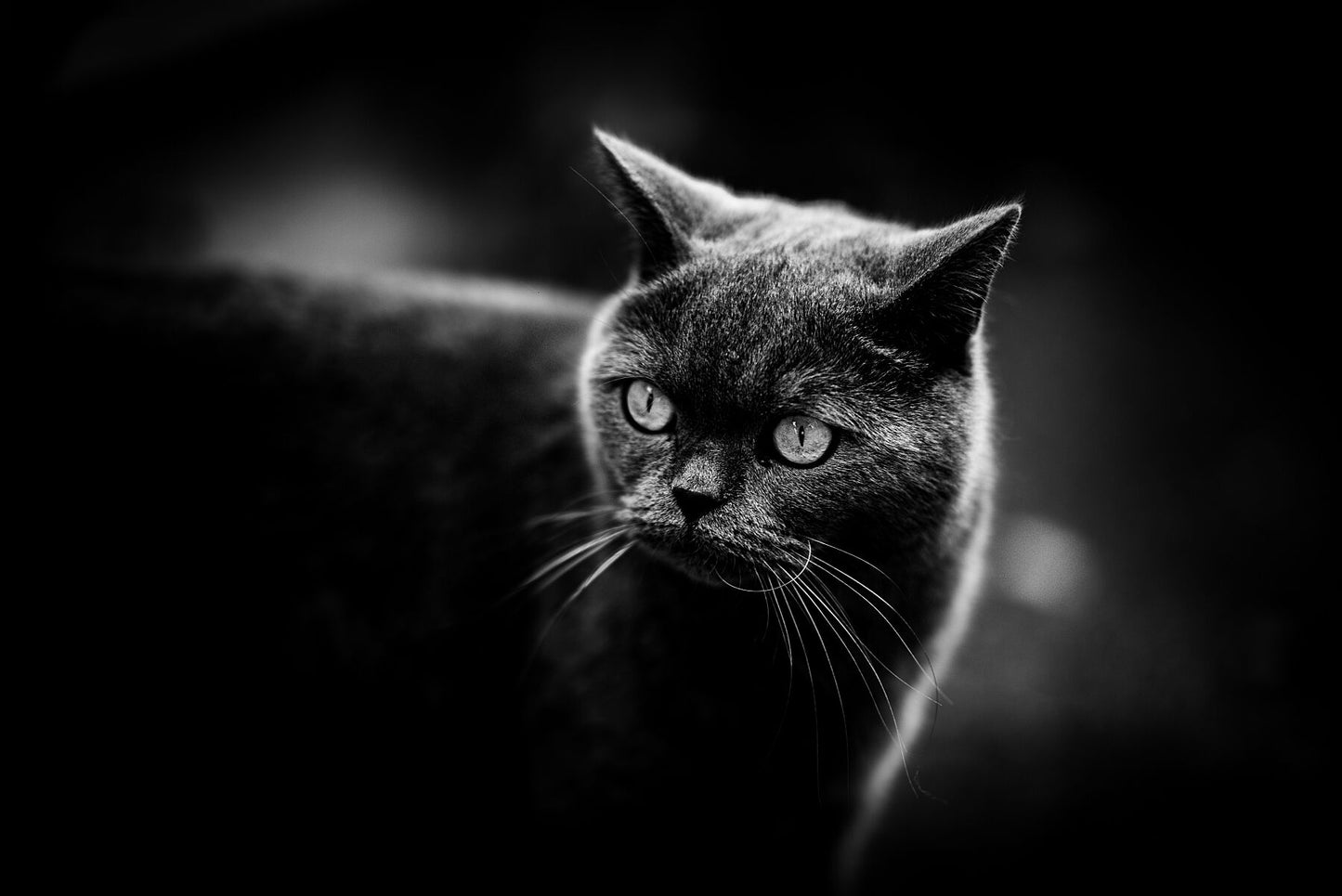 British short hair in a low key setup. Print or framed art photography.