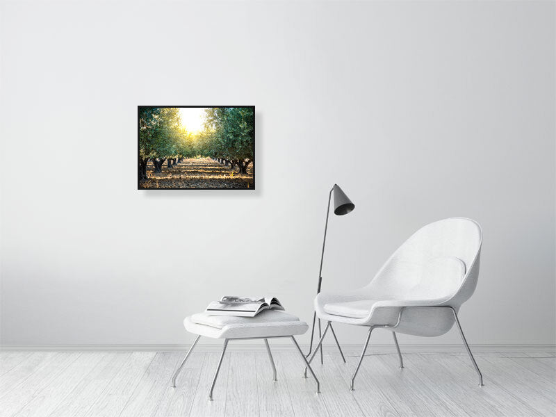 Green olives on an olive tree in summer on a early evening. Print or framed art photography.