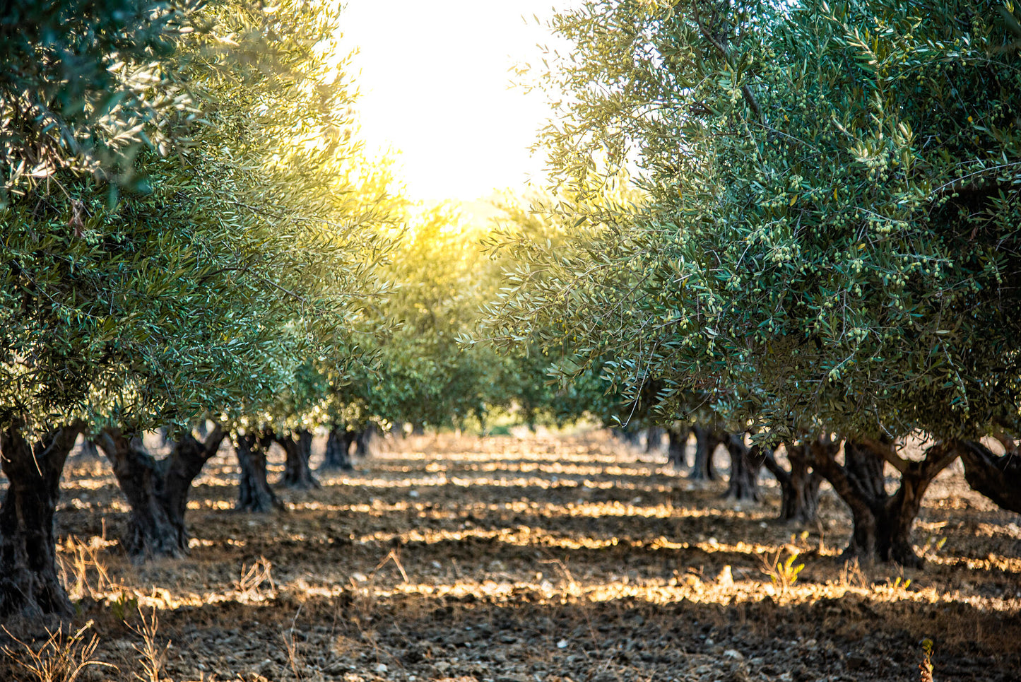 Green olives on an olive tree in summer on a early evening. Print or framed art photography.