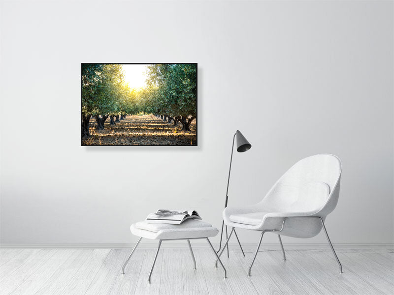 Green olives on an olive tree in summer on a early evening. Print or framed art photography.