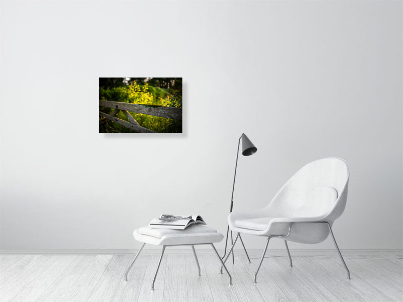Golden hour at the gate to the farm, covered in green moss. Print or framed photography art.