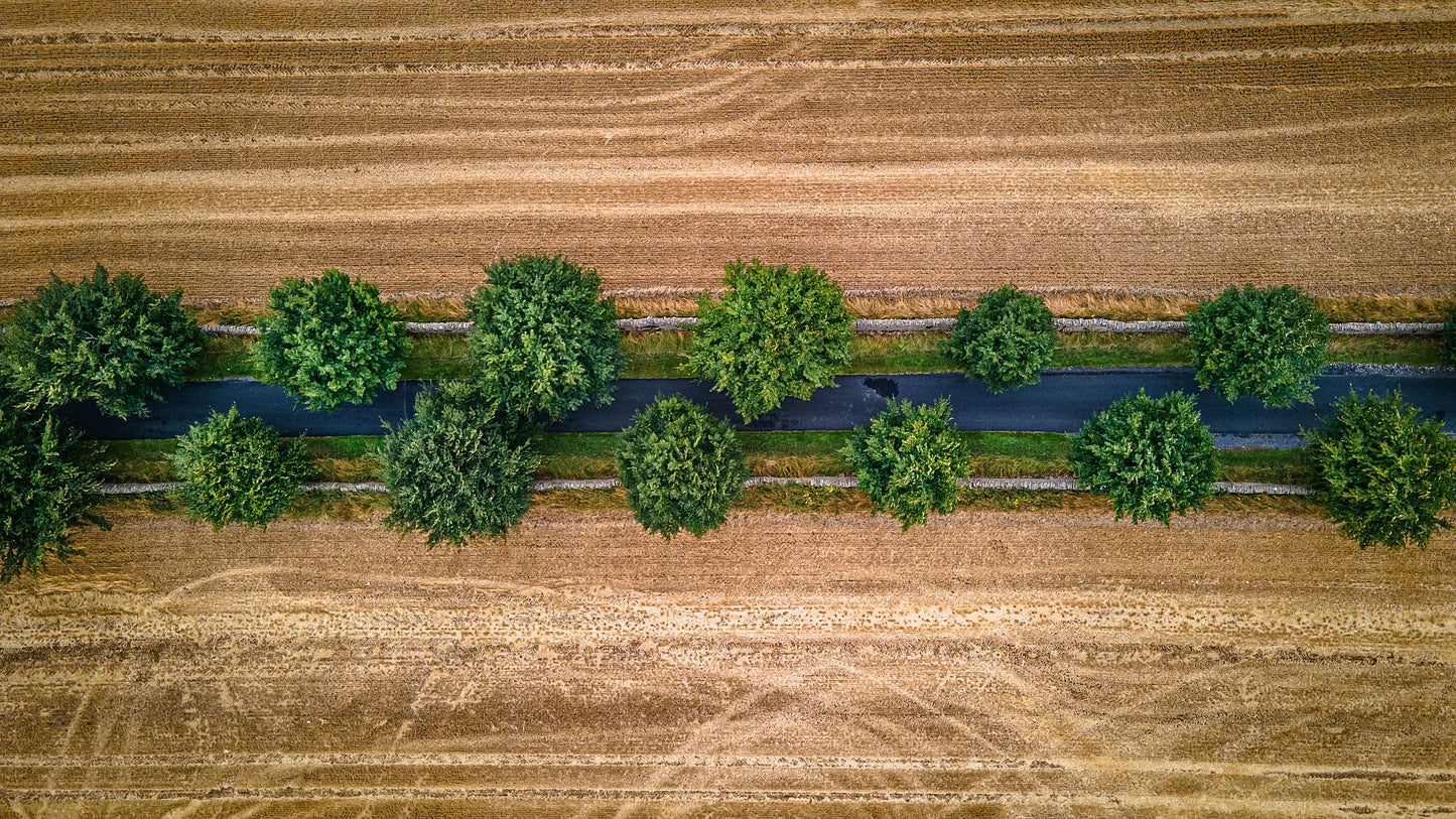 Country road covered by trees going through agricultural fields between Northleach and Yanworth in autumn colours. Print or framed photography art, wall decor.