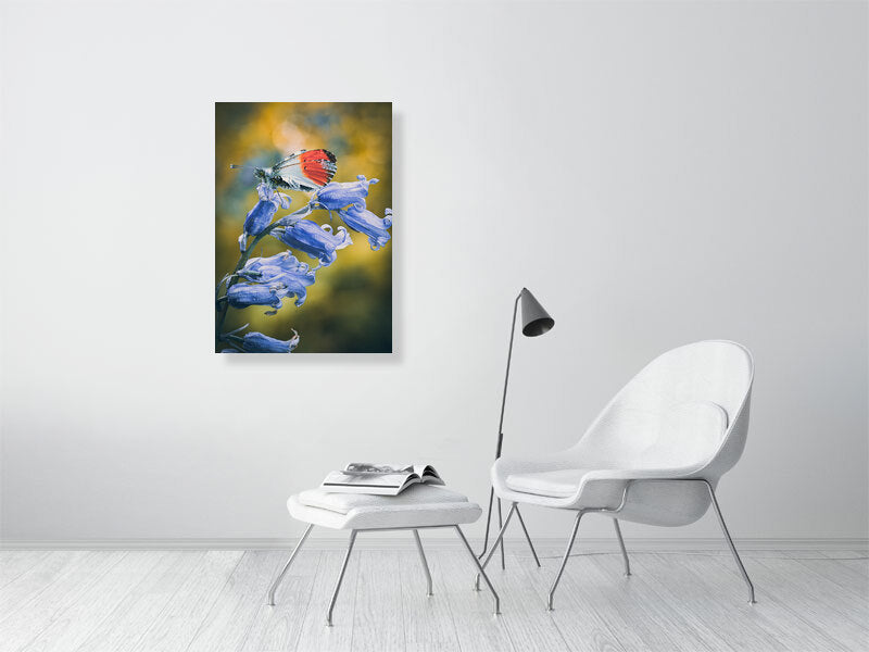Butterfly resting on a bluebell in early spring, West Sussex, England. Print or framed photography art.