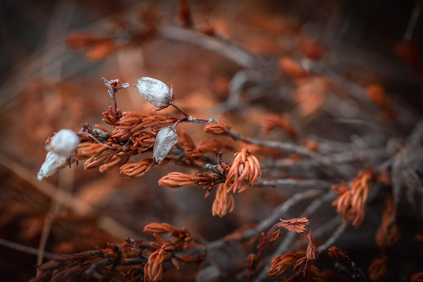 Dry heather flowers on top of the mountain closeup, macro. Printed or framed art photography.