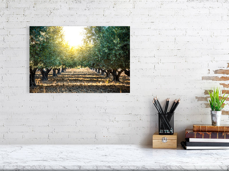 Green olives on an olive tree in summer on a early evening. Print or framed art photography.