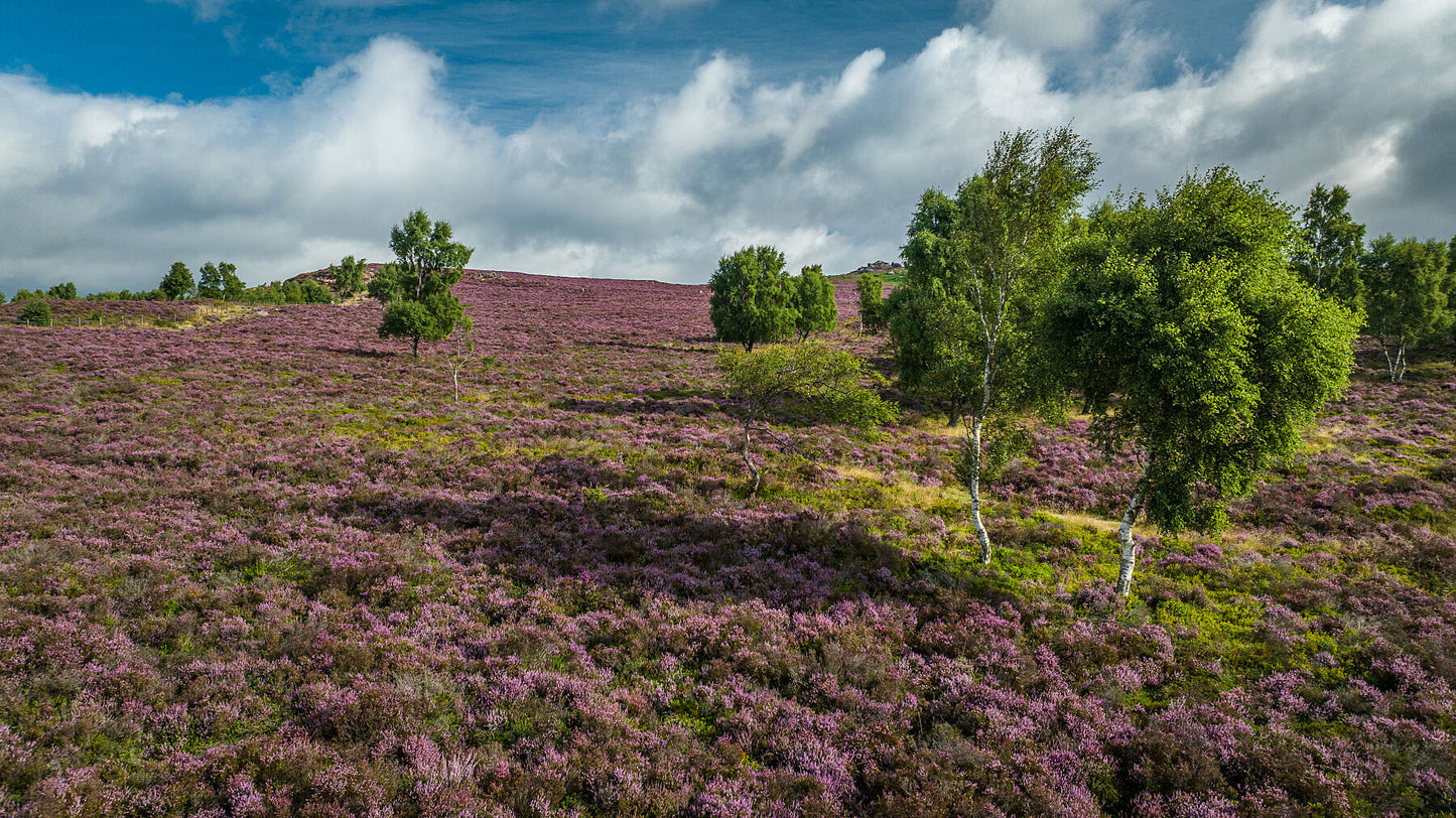 Pink carpets over Peak District National Park as heather bursts into bloom. Print or framed photography art.