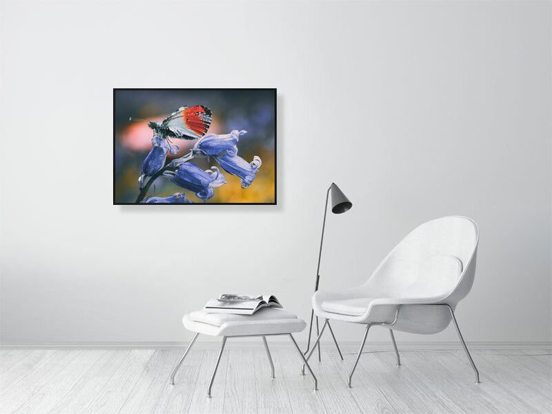 Butterfly resting on a bluebell in early spring, West Sussex, England. Print or framed photography art.