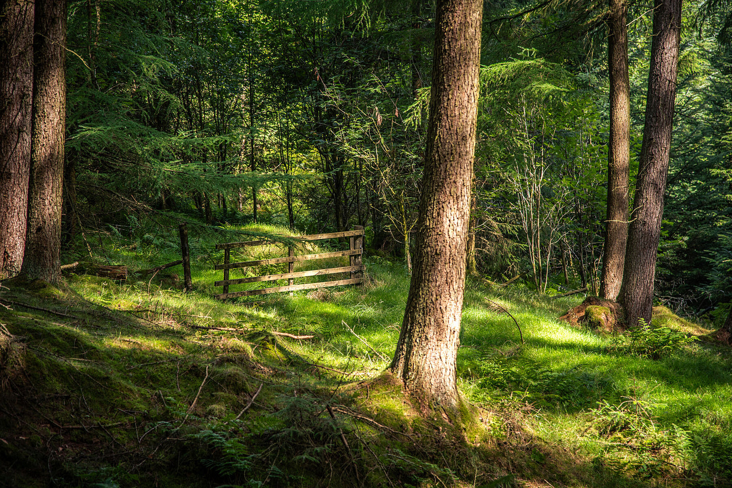 Gate to nowhere in deep forests of Peak District National Park on a sunny day. Print or framed art photography.