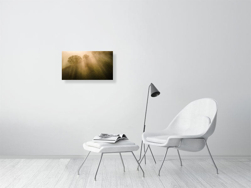 Sun beams through the morning mist in spring on a farm. Print or framed photography art.