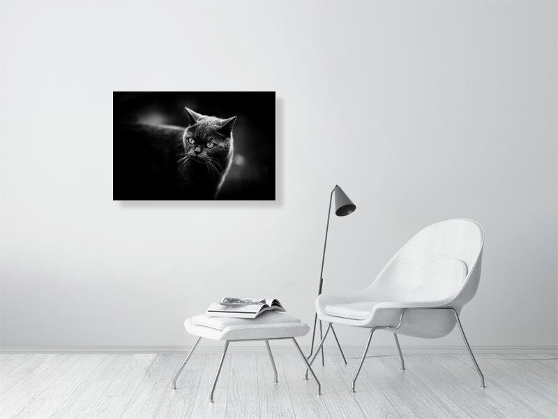 British short hair in a low key setup. Print or framed art photography.