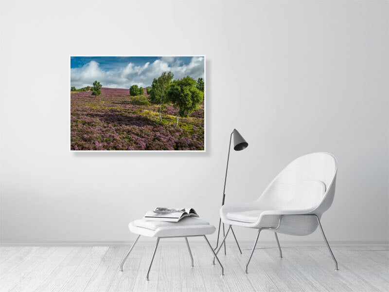 Pink carpets over Peak District National Park as heather bursts into bloom. Print or framed photography art.