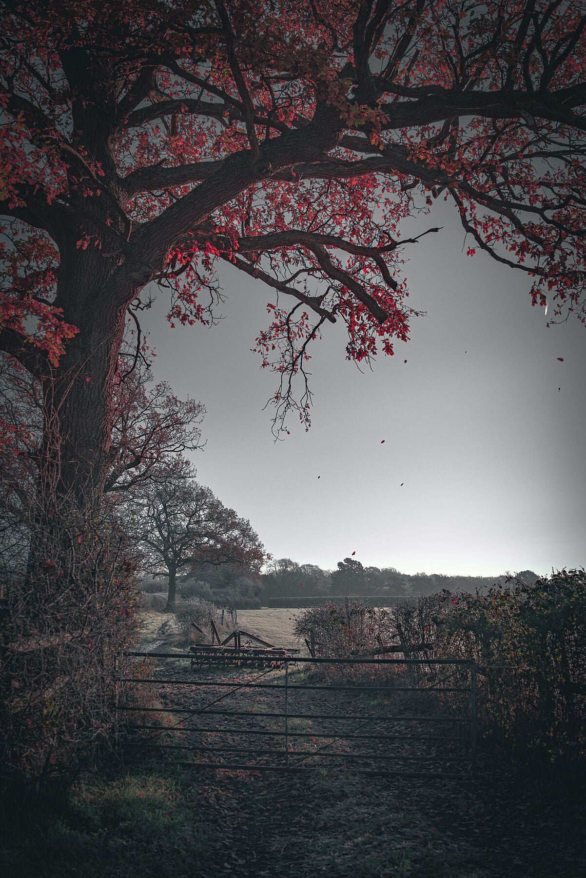 Red leaves falling off the tree on a first frost bite on a farm. Print or framed photography art.