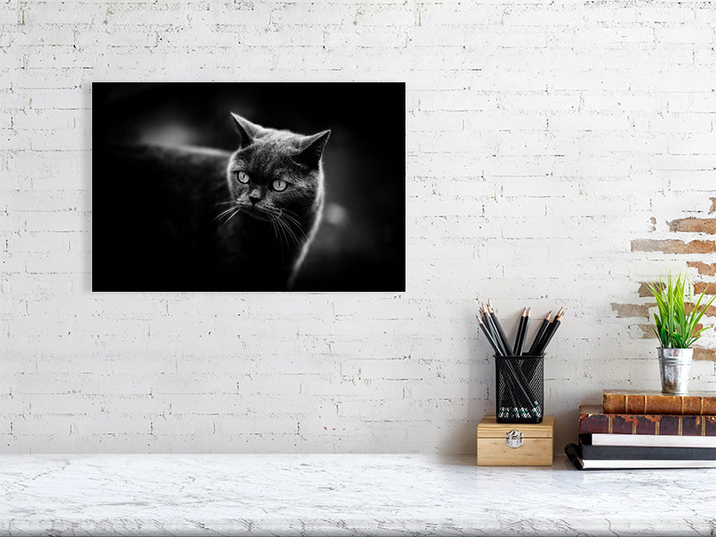 British short hair in a low key setup. Print or framed art photography.
