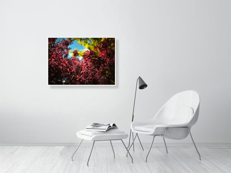 Colourful leaves in a park on a sunny day in early spring. Print or framed photography art. Brighton, UK