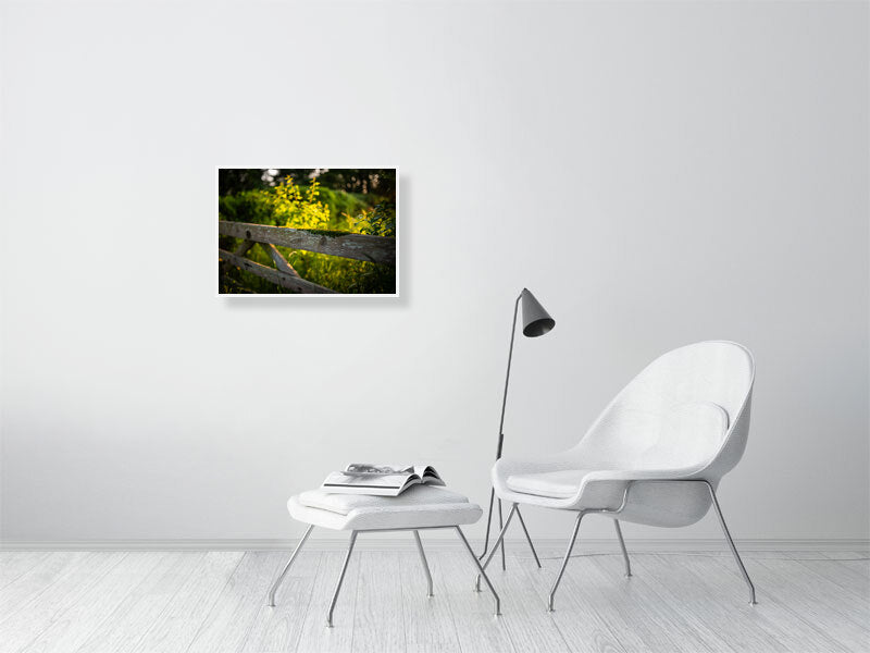 Golden hour at the gate to the farm, covered in green moss. Print or framed photography art.