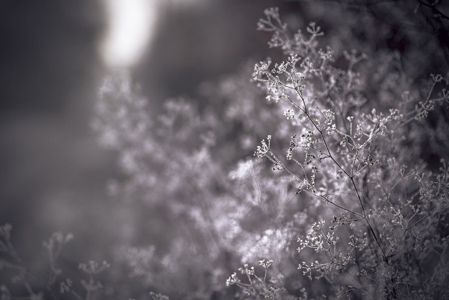 First frost on early winter on a farm. Print or framed photography art.