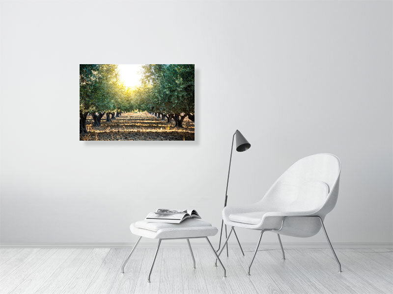 Green olives on an olive tree in summer on a early evening. Print or framed art photography.