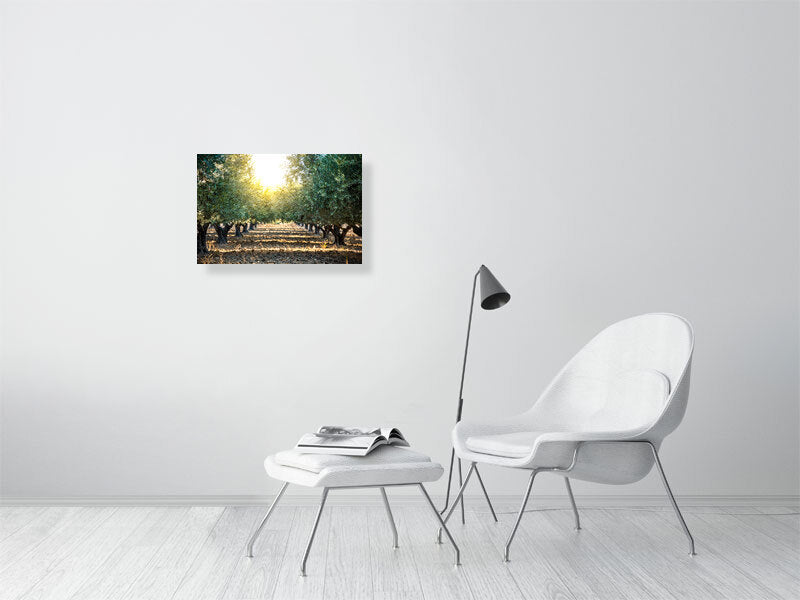 Green olives on an olive tree in summer on a early evening. Print or framed art photography.
