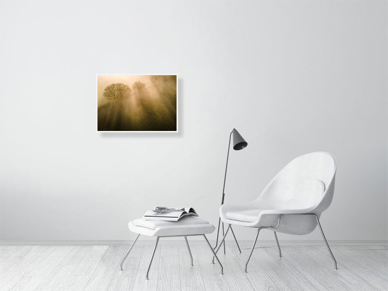 Sun beams through the morning mist in spring on a farm. Print or framed photography art.