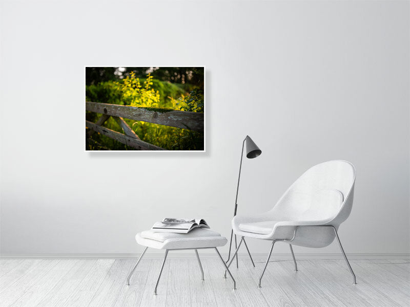 Golden hour at the gate to the farm, covered in green moss. Print or framed photography art.