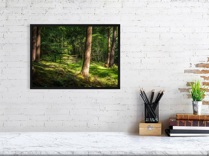 Gate to nowhere in deep forests of Peak District National Park on a sunny day. Print or framed art photography.
