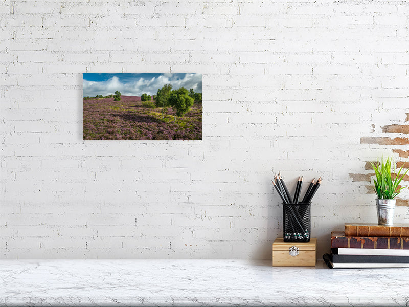 Pink carpets over Peak District National Park as heather bursts into bloom. Print or framed photography art.