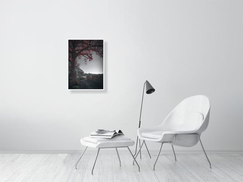 Red leaves falling off the tree on a first frost bite on a farm. Print or framed photography art.