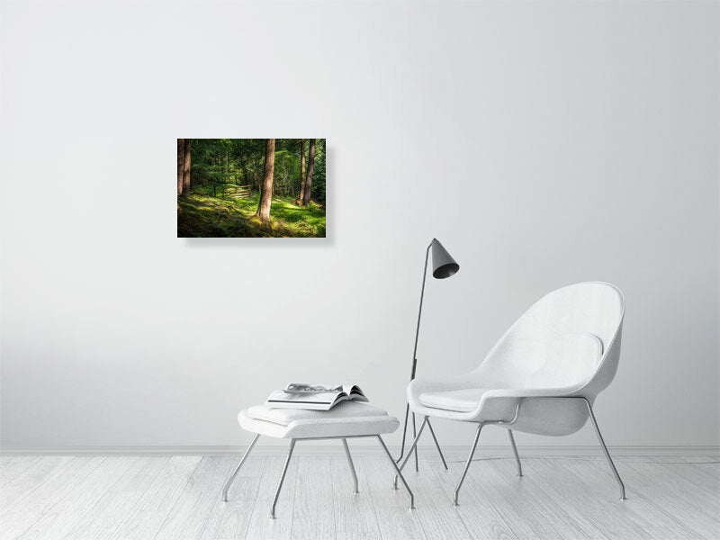 Gate to nowhere in deep forests of Peak District National Park on a sunny day. Print or framed art photography.