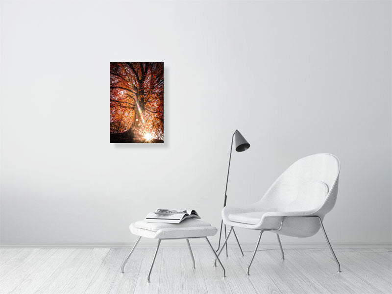 Sunlight trough red leaves on a sunny autumn morning in rural area. Print or framed art photography.