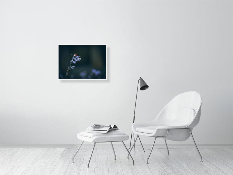 Bluebell with butterfly companion. Framed print photography art.