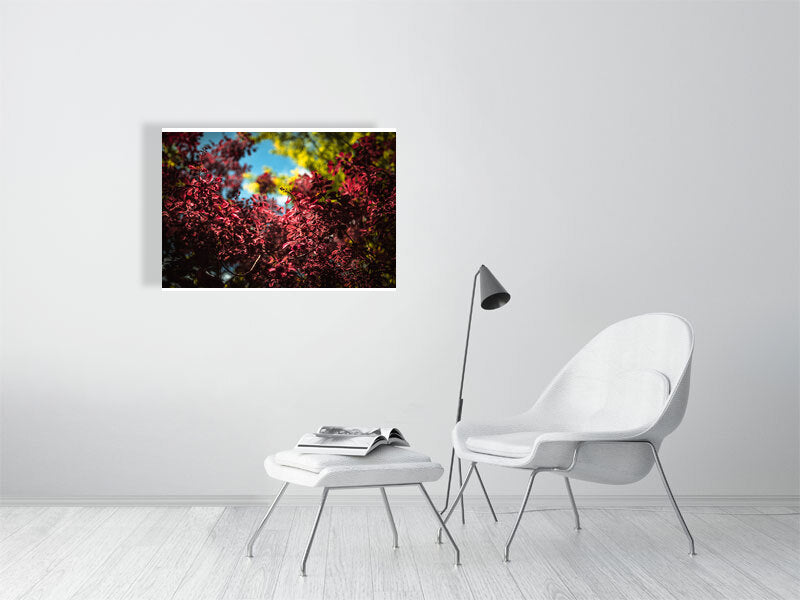 Colourful leaves in a park on a sunny day in early spring. Print or framed photography art. Brighton, UK