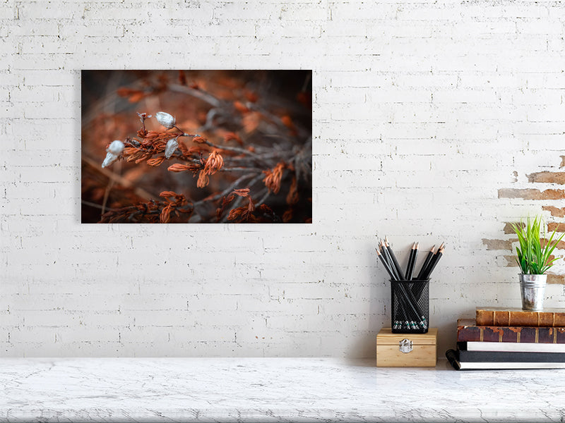 Dry heather flowers on top of the mountain closeup, macro. Printed or framed art photography.